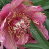 Paeonia-Peony Out Of Control