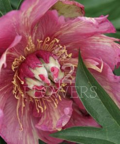 Paeonia-Peony Out Of Control