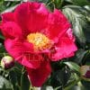 Paeonia America