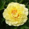 Paeonia Bartzella