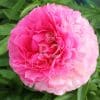Paeonia Bess Bockstoce