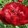 Paeonia Buckeye Belle