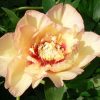 Paeonia Callie's Memory