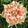 Paeonia Canary Brilliants