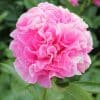 Paeonia Carnation Bouquet