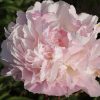 Paeonia Catharina Fontijn