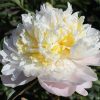 Paeonia Cheddar Cheese