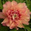 Paeonia Copper Kettle