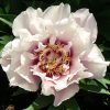 Paeonia Cora Louise