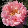 Paeonia Coral Charm
