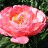 Paeonia Coral Sunset