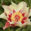 Paeonia Court Jester