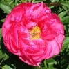 Paeonia Cytherea