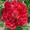 Paeonia Delaware Chief