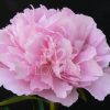 Paeonia Dinner Plate