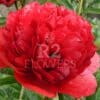 Paeonia Eliza Lundy