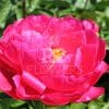 Paeonia Ellen Cowley
