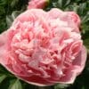 Paeonia Etched Salmon