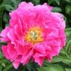 Paeonia Eventide