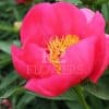 Paeonia Flame