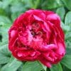 Paeonia Henry Bockstoce