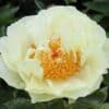 Paeonia Lemon Chiffon