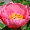 Paeonia-Peony Lovely Rose