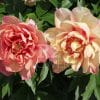 Paeonia-Peony Magical Mystery Tour