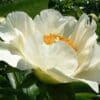 Paeonia-Peony Moonrise