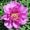 Paeonia-Peony Morning Lilac