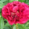 Paeonia-Peony Old Faithful