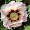 Paeonia-Peony Pastel Splendor