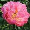 Paeonia-Peony Pink Hawaiian Coral