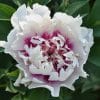 Paeonia-Peony Rosy Prospects