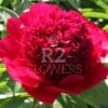 Paeonia-Peony Red Charm