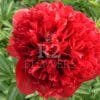 Paeonia-Peony Red Grace