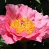 Paeonia-Peony Salmon Chiffon