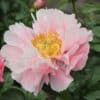 Paeonia-Peony Salmon Dream