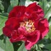Paeonia-Peony Scarlet Heaven
