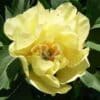 Paeonia-Peony Sequestered Sunshine