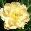 Paeonia-Peony Singing in the Rain