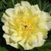 Paeonia-Peony Smith Family Yellow