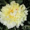 Paeonia Sonoma Halo