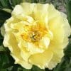 Paeonia-Peony Sonoma Sun