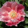 Paeonia Strawberry Creme