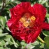 Paeonia-Peony The Mackinac Grand