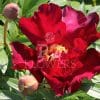 Paeonia-Peony Unique