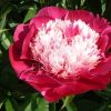 Paeonia White Cap