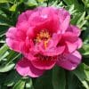 Paeonia-Peony Yankee Doodle Dandy