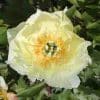 Paeonia-Peony Yellow Gem